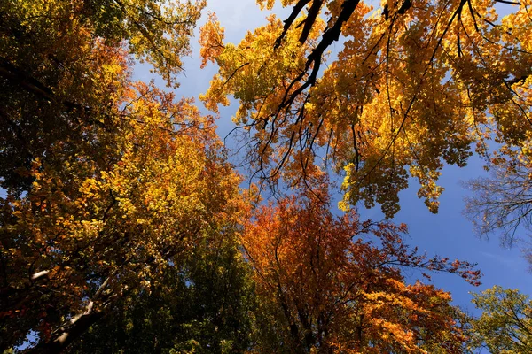 Herfst Gekleurde Boom Boven Blauwe Hemel Uitzicht Vanaf Grond Naar — Stockfoto