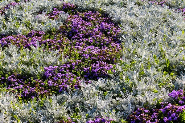 Fondo Flores Púrpura Blanca —  Fotos de Stock