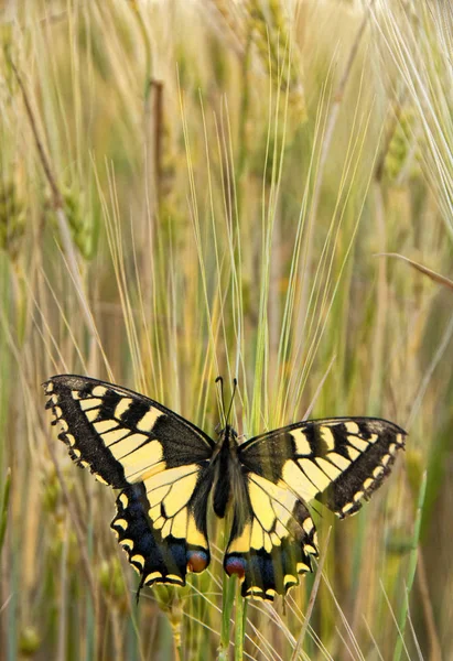 Festoon Papillon Oriental Zerynthia Cerisy Chypre — Photo