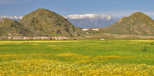 Parlak Sarı Kır Çiçekleri Hemet Kaliforniya Bir Tarlada Yetişir — Stok fotoğraf