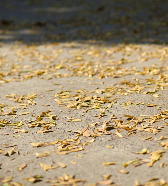 乾燥した黄色葉の被写界深度の浅い写真 — ストック写真
