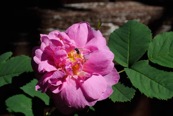 Abelha Reúne Néctar Uma Flor Rosa Rosa Rosa Selvagem Fundo — Fotografia de Stock