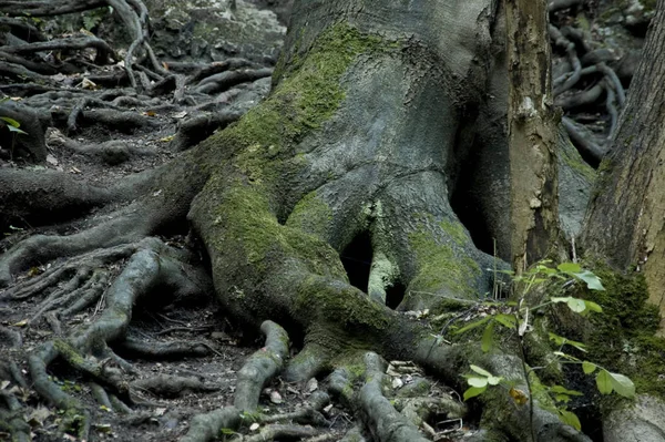 Rădăcini Creștere Suprafața Pădurii Întunecate — Fotografie, imagine de stoc