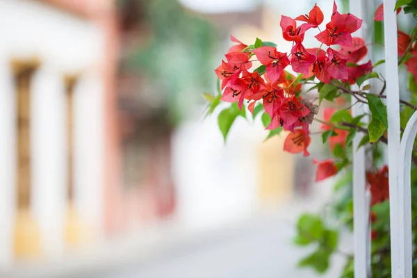 Fenster Von Cartagena Indias — Stockfoto