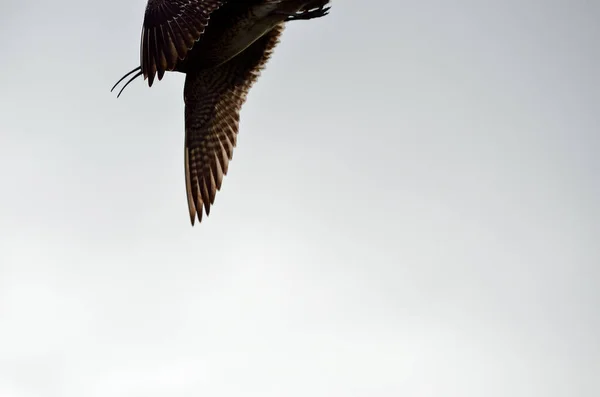 eurasian curlew bird flying