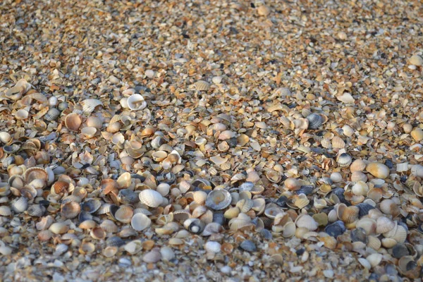 海岸の砂の中の何百万もの貝殻 — ストック写真