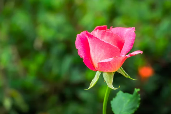 Mooie Achtergrond Met Bloemen Rozen Valentijn Achtergrond Bloemen Achtergrond — Stockfoto