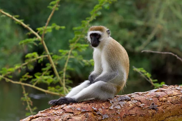 Cercopithecus Aethiops Also Known Vervet Monkey Southern Kenya Sitting Tree — Stock Photo, Image