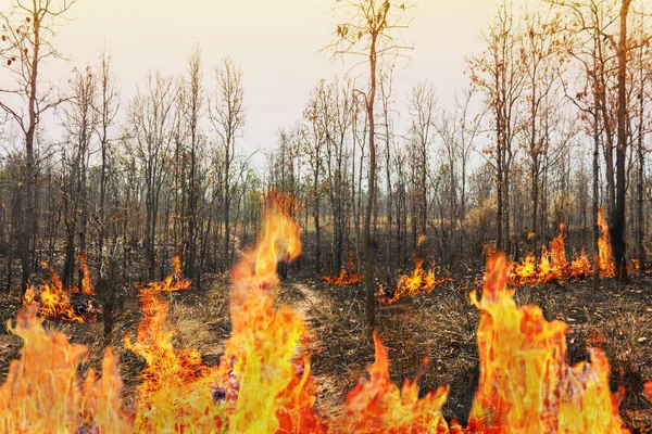 Wildfire Forest Burnt Tree Flame — Stock Photo, Image