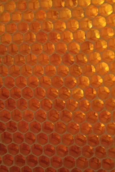 Περιβάλλον Στο Οποίο Ζουν Και Παράγουν Μέλι Μέλισσες Τους Φίλους — Φωτογραφία Αρχείου