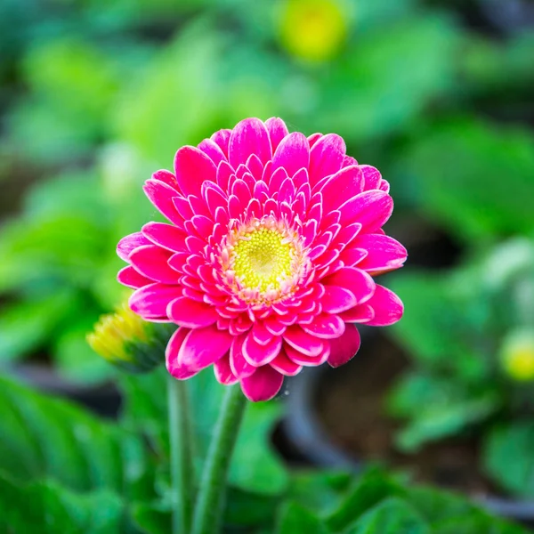 Pembe Gerbera Çiçek Bahçesi — Stok fotoğraf