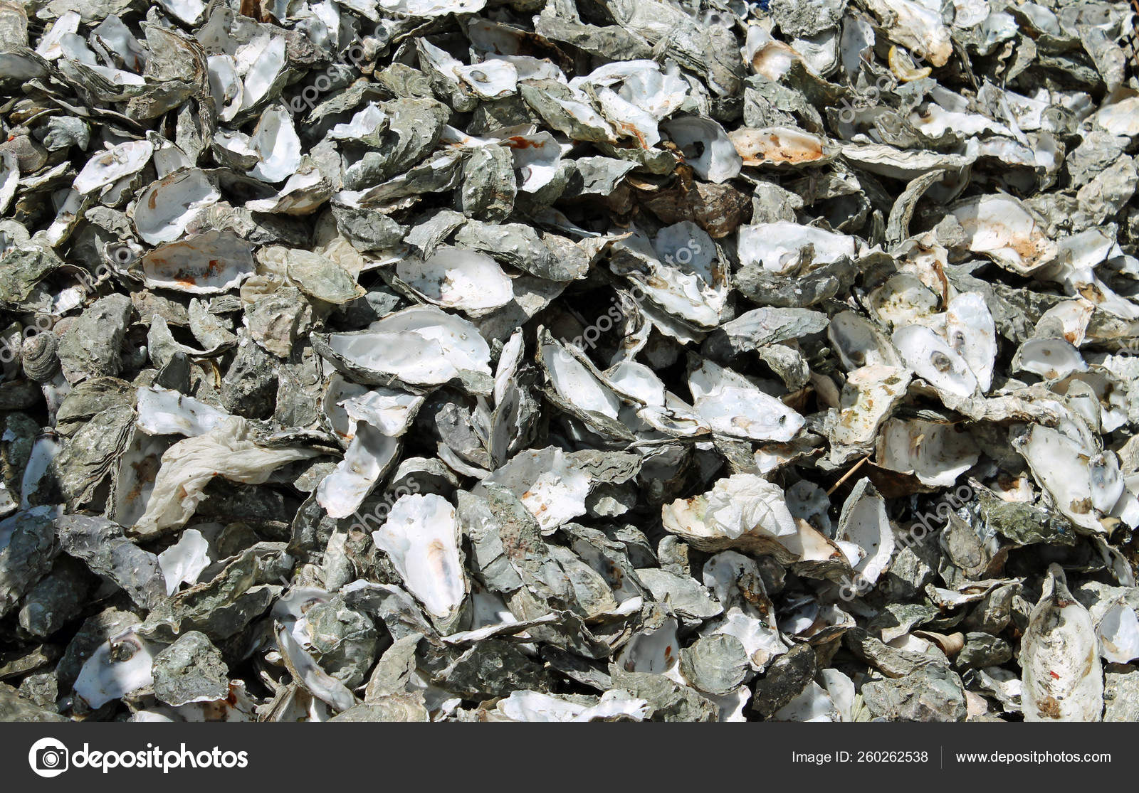 Tomales Bay Oyster Farm Fresh Farmed Oysters Clams Mussels Cool Stock