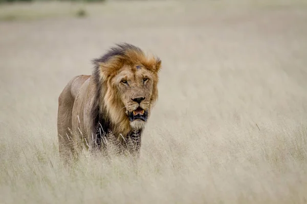 Великий Чоловічий Лев Стоячи Високої Трави Центральній Калахарі Ботсвани — стокове фото