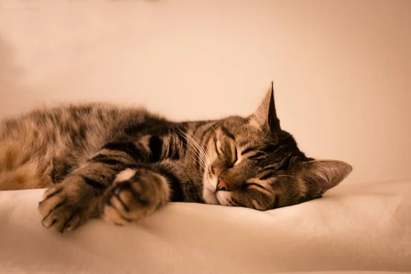 Tabby Cat Sleeping White Background — Stock Photo, Image