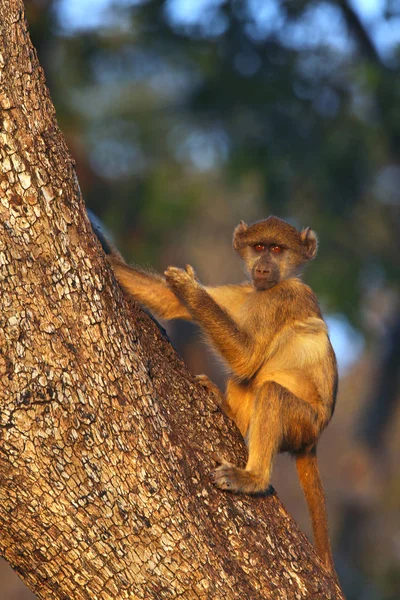 Vervet Monkey Cercopithecus Aethiops Late Afternoon Sunlight Chobe National Park — Stock Photo, Image