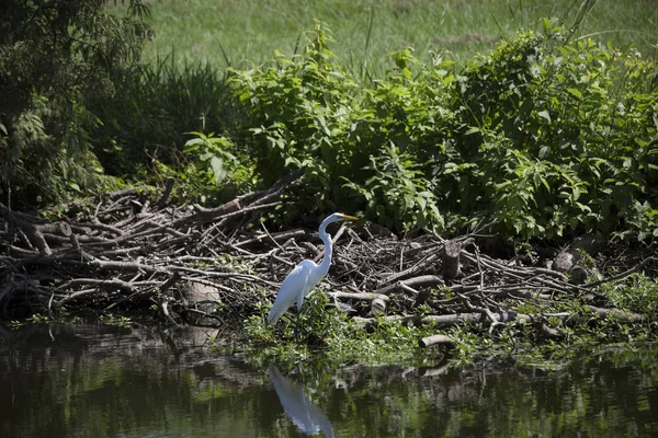 Grote Zilverreiger Ardea Alba Buurt Van Oever Van Een Vijver — Stockfoto