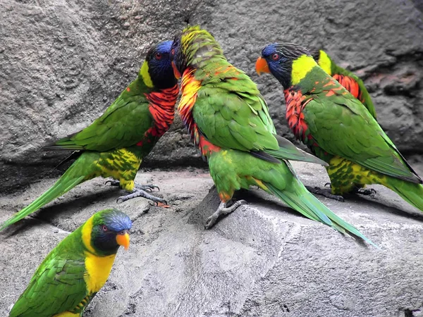 Egzotikus Bird Series Fotók Ábrázoló Különböző Madarak Találhatók Trópusokon — Stock Fotó