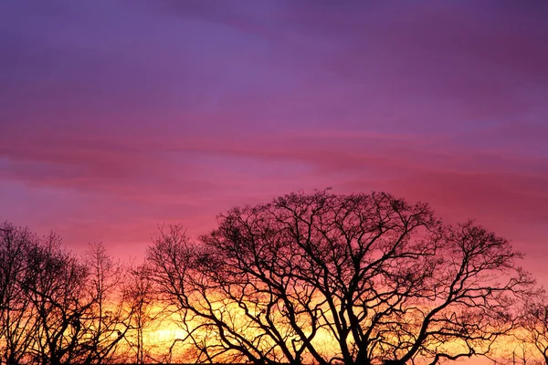 Suche Drzewa Zachodzie Słońca — Zdjęcie stockowe
