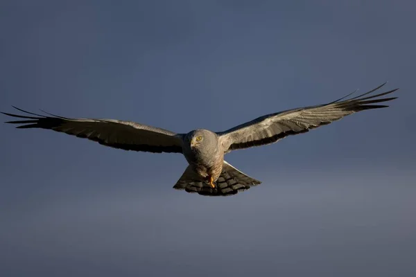 在蔚蓝的天空 飞过拉古娜 Nimez 在阿根廷巴塔哥尼亚的男性 Cinereous — 图库照片