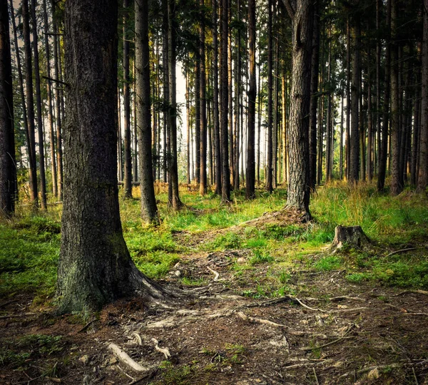 Sezóny Pozadí Večer Smrkové Lesní Zátiší — Stock fotografie