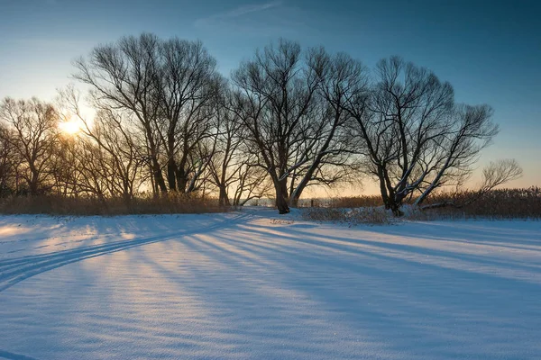 Grupa Nagie Drzewa Polu Dzień Zachód Słońca Zima — Zdjęcie stockowe