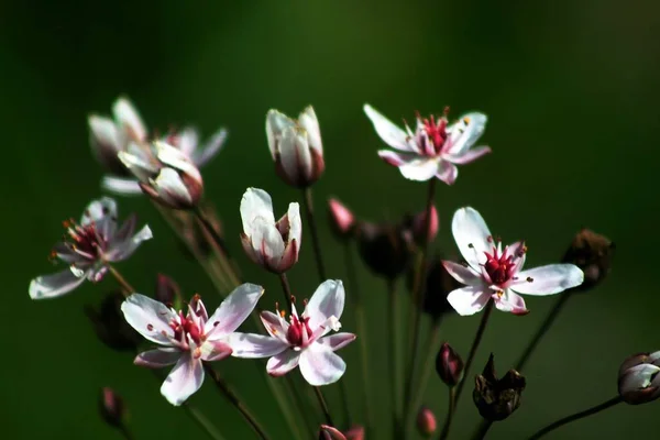 White Pink Wild Flowers Early Morning — Stock Photo, Image