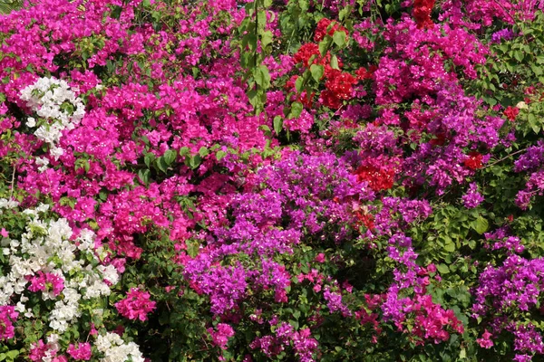 Eine Wand Aus Tropischen Blumen — Stockfoto