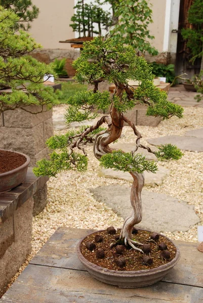 Bonsai Tree Stilleven Miniatuur Een Vreedzame Japanse Tuin — Stockfoto