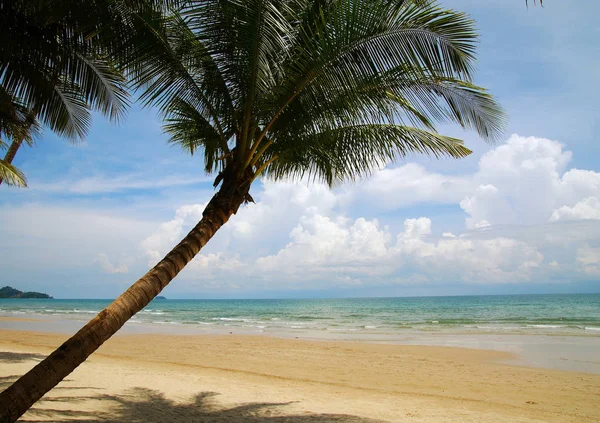 Palmeira Praia Areia — Fotografia de Stock