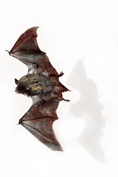 Close Flying Bat — Stock Photo, Image