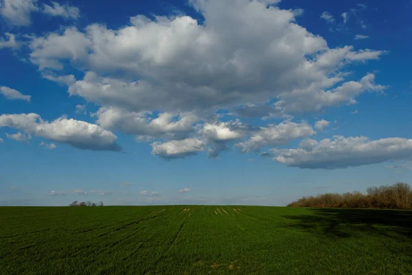 Πράσινο Σίτου Πεδίο Κάτω Από Γαλάζιο Ουρανό Θολό — Φωτογραφία Αρχείου