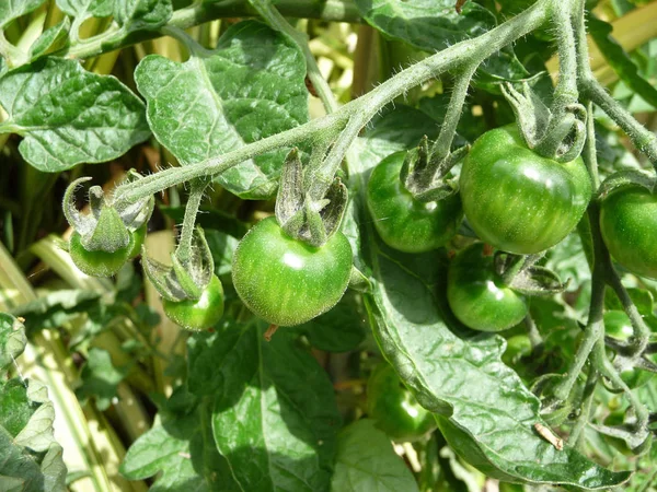 まだ完全に成熟していないいくつかのグリーントマト — ストック写真