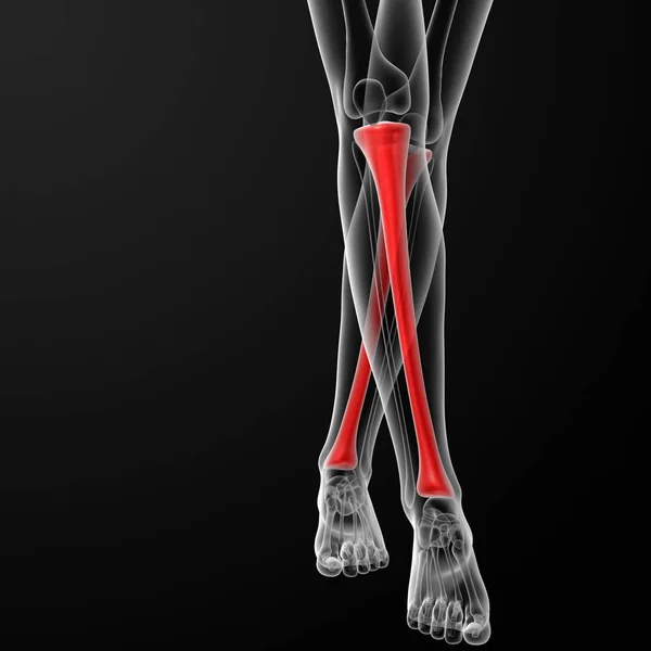 Ilustración Renderizada Del Hueso Tibia Femenino Vista Frontal — Foto de Stock