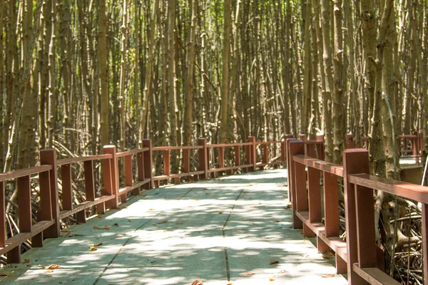 Puente Cemento Largo Del Bosque Manglares — Foto de Stock