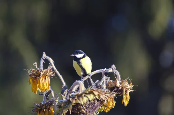 Talgoxe Parus Major Stora Sitter Solros Höst — Stockfoto