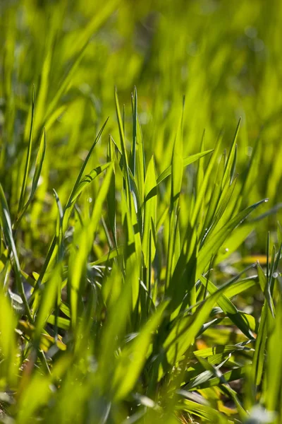 Nuevo Fondo Pradera Hierba Verde Profundidad Superficial Del Campo —  Fotos de Stock