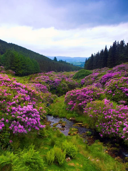 Endroit Beauté Bien Connu Dans Les Monts Comeragh Waterford Irlande — Photo