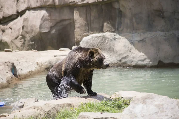 Urso Pardo Ursus Arctos Saindo Água — Fotografia de Stock
