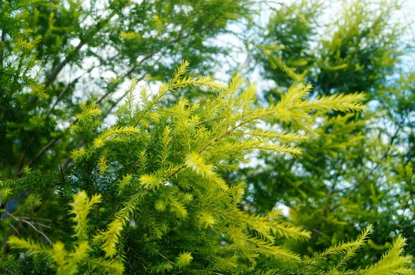 Ramos Folhas Pinheiro Cinto Verde — Fotografia de Stock