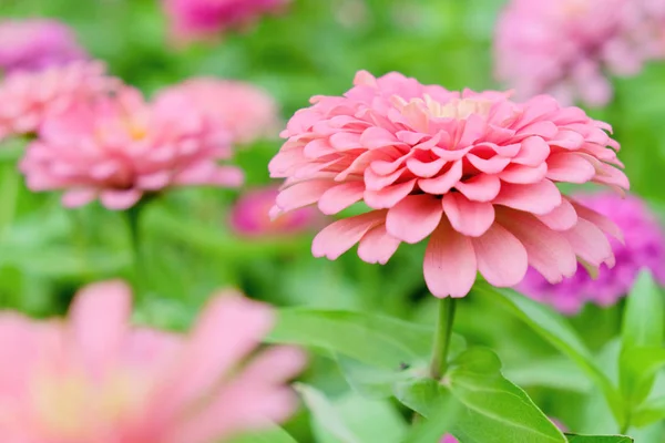 Bahçede Pembe Papatya Gerbera Çiçek Yakın — Stok fotoğraf