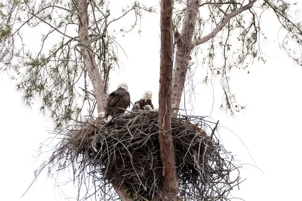 Familjen Två Vithövdad Havsörn Haliaeetus Leucocephalus Föräldrar Med Deras Boet — Stockfoto