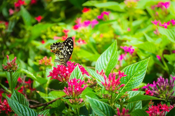 Hermosa Mariposa Flor Colorida Fondo Naturaleza — Foto de Stock