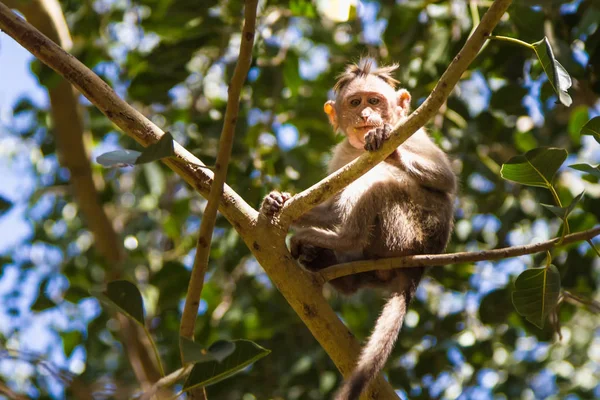 Monkey Sitting Branch Jungle — Stock Photo, Image