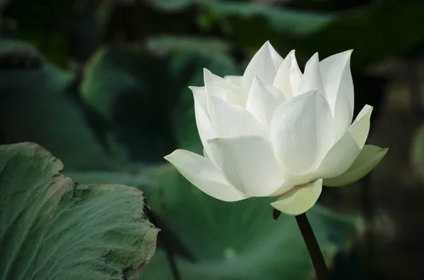 White Lotus Series Brilhante Bacia — Fotografia de Stock