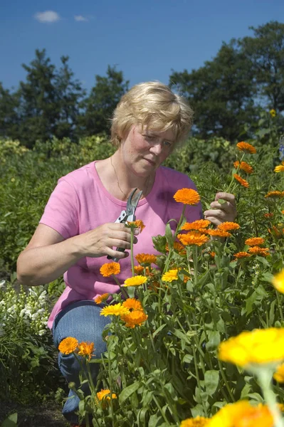Yaşlı Kadın Bahçeden Çiçek Alıyor — Stok fotoğraf