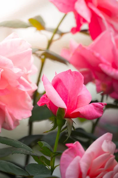 Rozen Tuin Rozen Zijn Mooi Met Een Mooie Zonnige Dag — Stockfoto