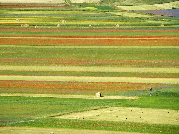 Vue Aérienne Des Champs Sur Plateau Piano Grande Dans Parc — Photo