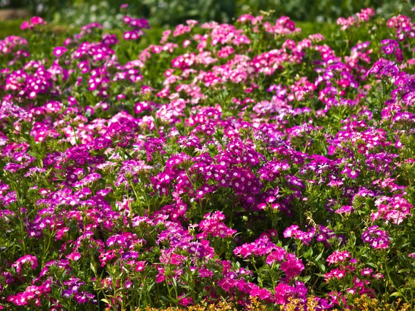 Purpurová Verbena Květiny Přírodě — Stock fotografie