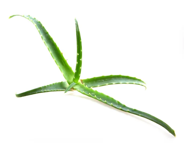 Aloe Vera Listy Bílém Pozadí — Stock fotografie
