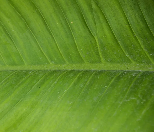 Fermer Texture Feuille Verte Fond — Photo